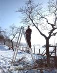 Obstbaumschnitt Obstbaumschnitt.jpg